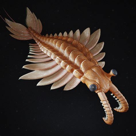 how big is a anomalocaris.